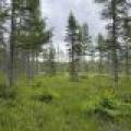 5566 Mcnaughton Ln, , Lake Tomahawk,  WI 54539