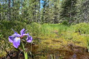 5566 Mcnaughton Ln, , Lake Tomahawk,  WI 54539