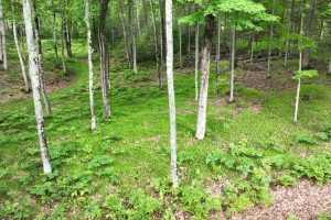 8174 Maplewood Dr, , St. Germain,  WI 54558 USA