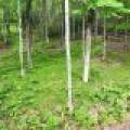 8174 Maplewood Dr, , St. Germain,  WI 54558 USA
