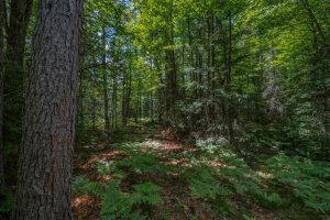 Lot 4 Off Watersmeet Lake Rd, , Eagle River,  WI 54521