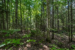 Lot 4 Off Watersmeet Lake Rd, , Eagle River,  WI 54521