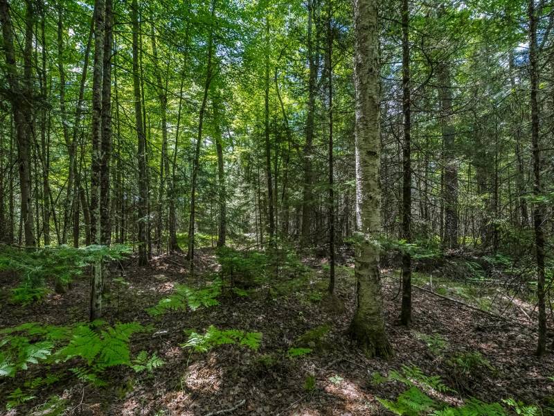 Lot 4 Off Watersmeet Lake Rd, , Eagle River,  WI 54521
