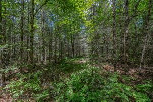 Lot 4 Off Watersmeet Lake Rd, , Eagle River,  WI 54521
