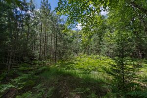 Lot 4 Off Watersmeet Lake Rd, , Eagle River,  WI 54521