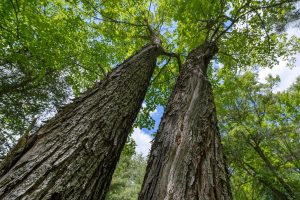 Lot 4 Off Watersmeet Lake Rd, , Eagle River,  WI 54521