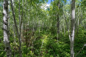 Lot 7 Off Deerskin Rd, , Eagle River,  WI 54521