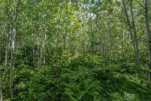 Lot 7 Off Deerskin Rd, , Eagle River,  WI 54521