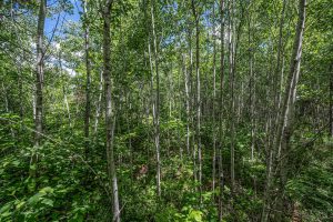 Lot 7 Off Deerskin Rd, , Eagle River,  WI 54521