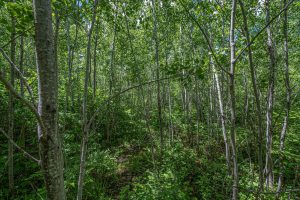 Lot 7 Off Deerskin Rd, , Eagle River,  WI 54521