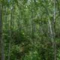 Lot 7 Off Deerskin Rd, , Eagle River,  WI 54521
