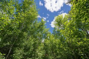 Lot 7 Off Deerskin Rd, , Eagle River,  WI 54521