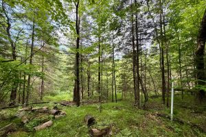 W14905 Parrish Rd, , Gleason,  WI 54435