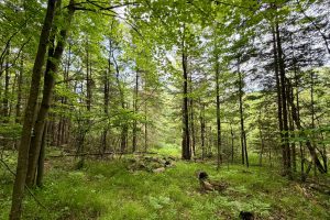 W14905 Parrish Rd, , Gleason,  WI 54435