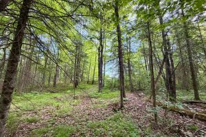W14905 Parrish Rd, , Gleason,  WI 54435