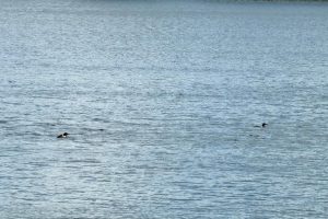 W5577 Beach Rd, , Bradley,  WI 54487 USA