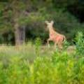 10041 Woodgate Pl, , Minocqua,  WI 54558 USA