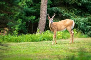 10041 Woodgate Pl, , Minocqua,  WI 54558 USA