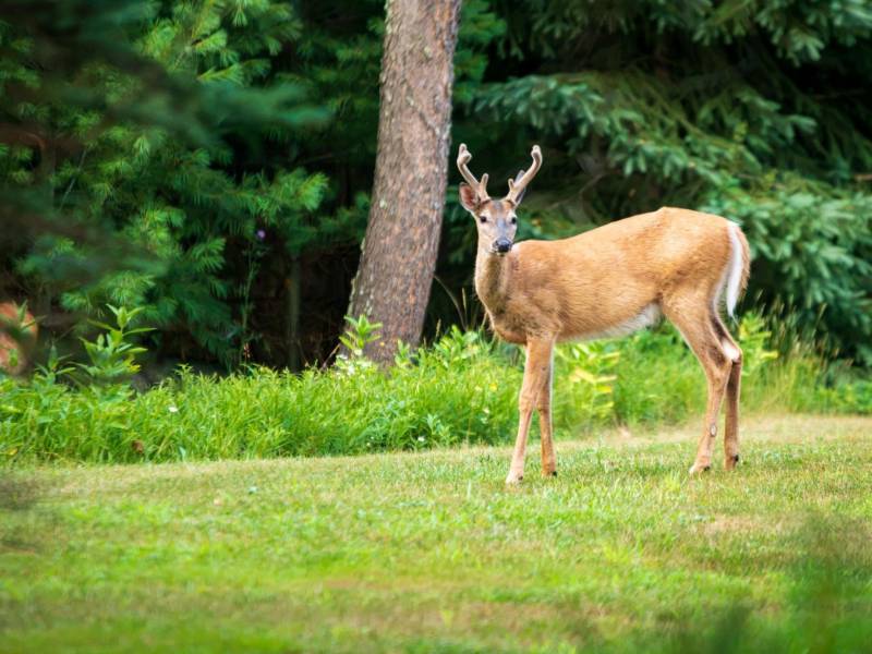 10041 Woodgate Pl, , Minocqua,  WI 54558 USA