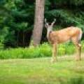 10041 Woodgate Pl, , Minocqua,  WI 54558 USA