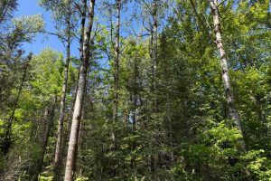 2185 Aloha Rd, , Lynne,  WI 54564 USA