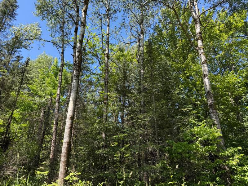 2185 Aloha Rd, , Lynne,  WI 54564 USA