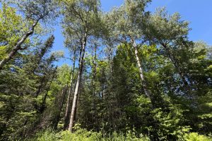 2185 Aloha Rd, , Lynne,  WI 54564 USA