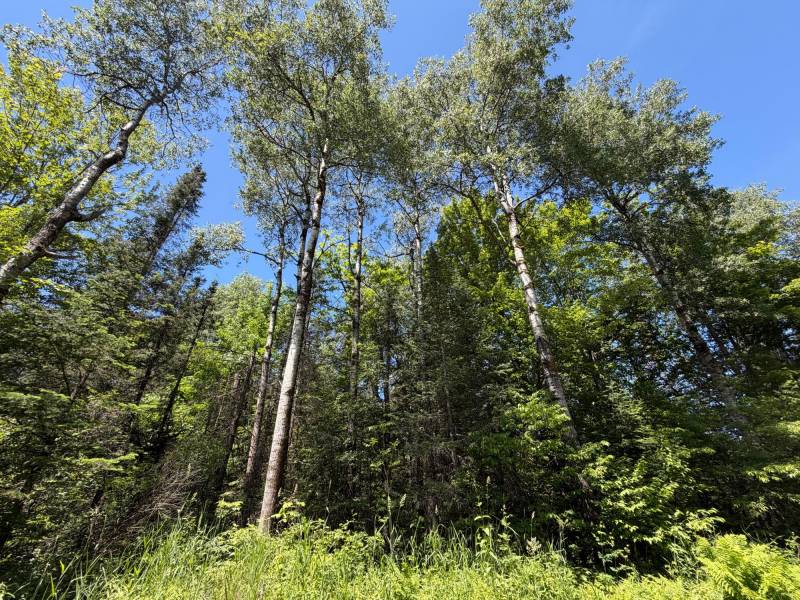 2185 Aloha Rd, , Lynne,  WI 54564 USA