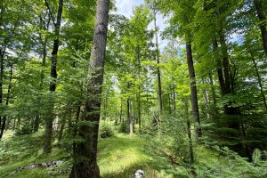 2581 Deer Ln, , Enterprise,  WI 54463 USA