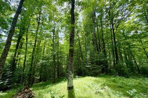 2581 Deer Ln, , Enterprise,  WI 54463 USA