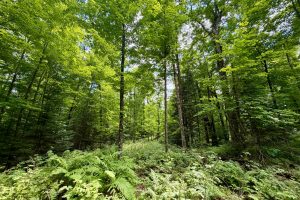 2581 Deer Ln, , Enterprise,  WI 54463 USA