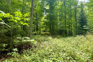 2581 Deer Ln, , Enterprise,  WI 54463 USA