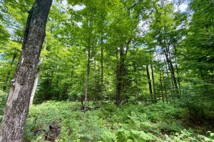 2581 Deer Ln, , Enterprise,  WI 54463 USA