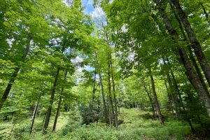 2581 Deer Ln, , Enterprise,  WI 54463 USA