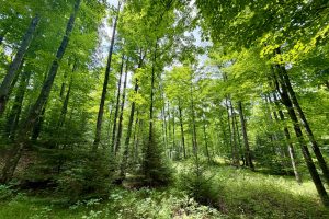 2581 Deer Ln, , Enterprise,  WI 54463 USA