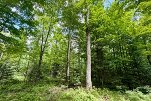2581 Deer Ln, , Enterprise,  WI 54463 USA