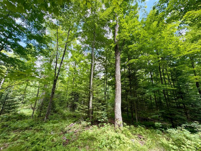 2581 Deer Ln, , Enterprise,  WI 54463 USA