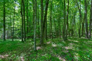 7180 Maple North Dr, , Three Lakes,  WI 54562 USA