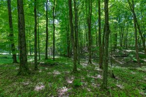 7180 Maple North Dr, , Three Lakes,  WI 54562 USA