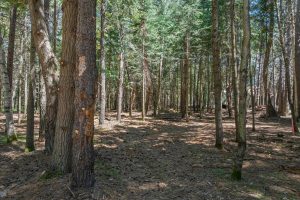 1 Gehrke Rd, , Woodruff,  WI 54568 USA