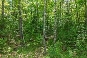 Off Twin Hill Rd #2, , Conover,  WI 54519 USA