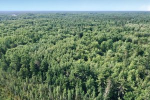On Oak Ridge Rd, , Harshaw,  WI 54529 USA