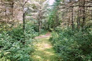 On Oak Ridge Rd, , Harshaw,  WI 54529 USA