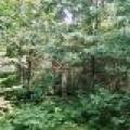 On Oak Ridge Rd, , Harshaw,  WI 54529 USA