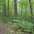 On Oak Ridge Rd, , Harshaw,  WI 54529 USA