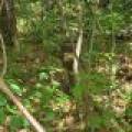 On Oak Ridge Rd, , Harshaw,  WI 54529 USA