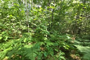 On Oak Ridge Rd, , Harshaw,  WI 54529 USA