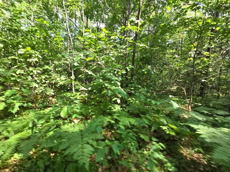 On Oak Ridge Rd, , Harshaw,  WI 54529 USA
