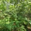 On Oak Ridge Rd, , Harshaw,  WI 54529 USA