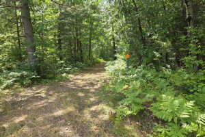On Oak Ridge Rd, , Harshaw,  WI 54529 USA